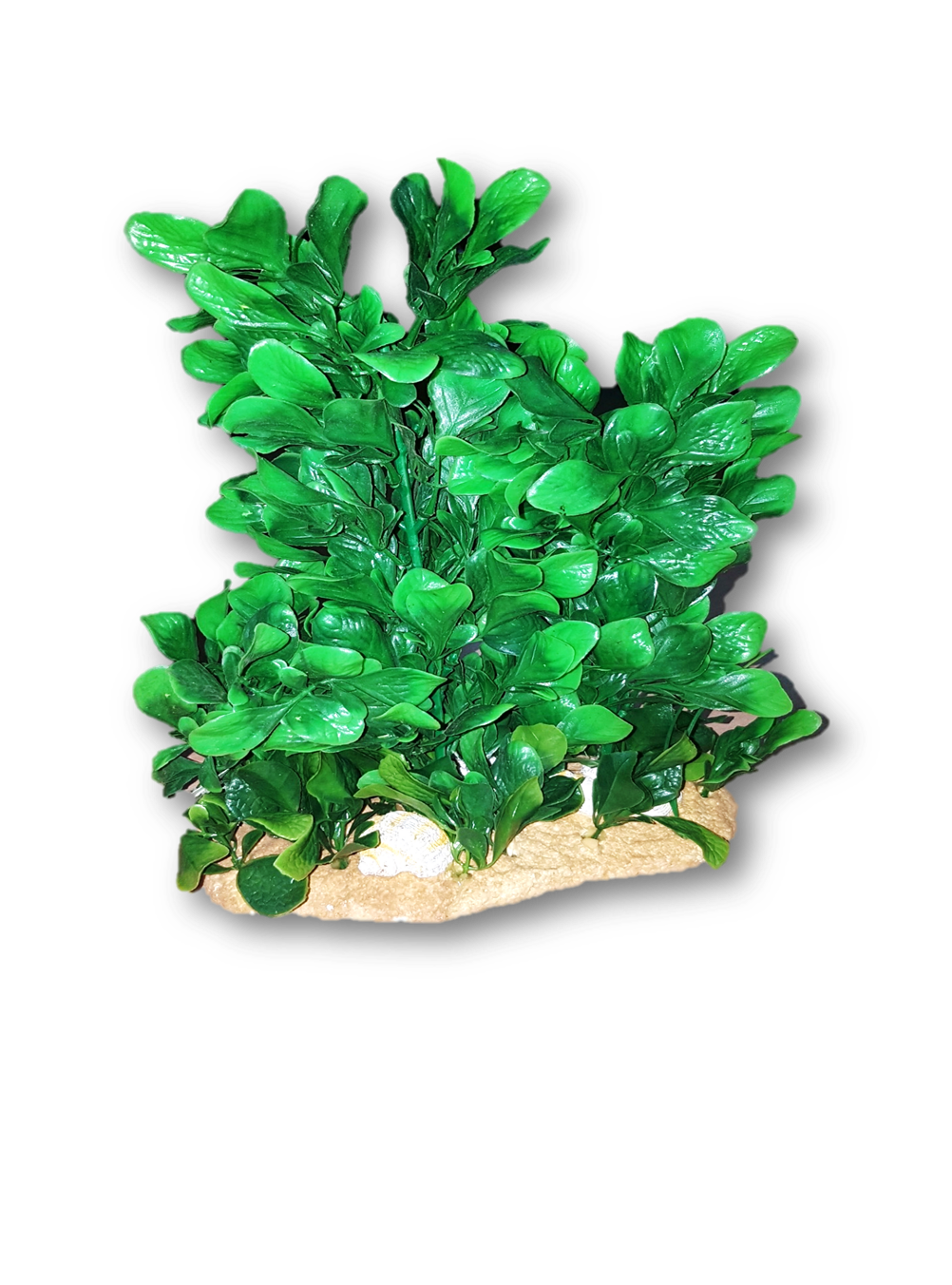 PLANTA SC-79 (COD 7215)